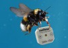 Piezo Summer Sonitron SMA-13LV holt aus dem Minimum das Maximum heraus